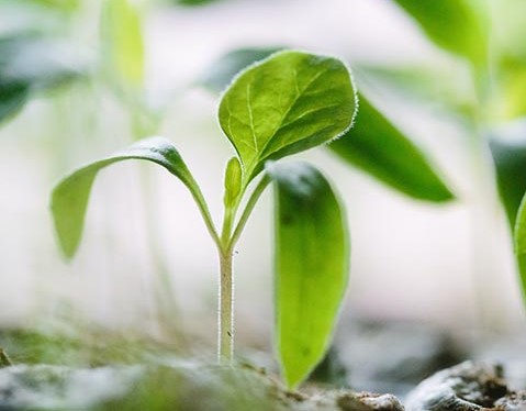 Financial Audit of the Activity - Plant Safety Systems Initiative implemented by the LEPL National Food Agency